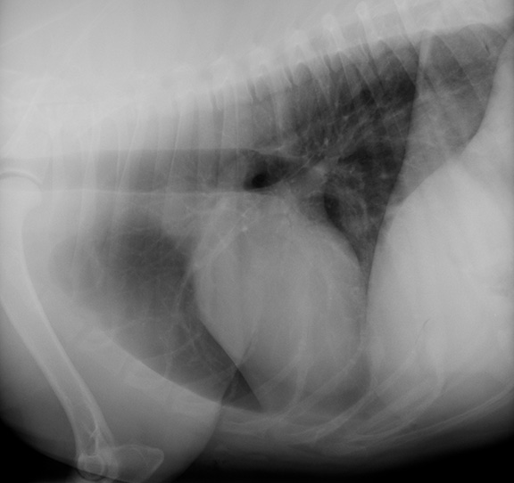 Radiograph of the chest of a dog. Shows the heart and lungs plus the upper front leg